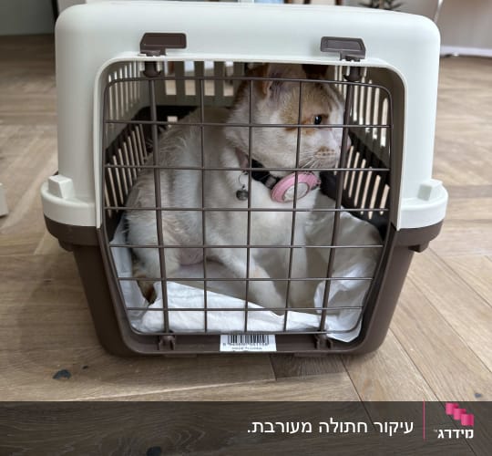 חתול בכלוב נשיאה במרפאת וטרינר